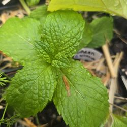 Peppermint Seedling Starter Plug