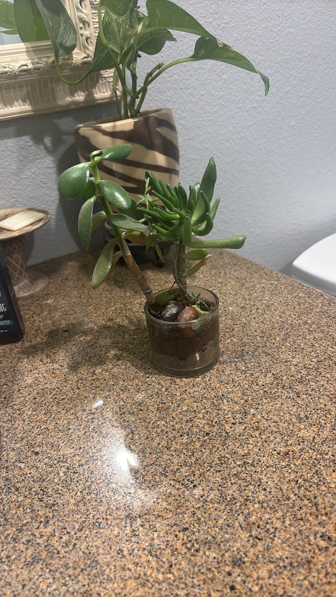 Jade And Finger Succulent