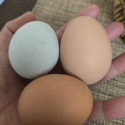 Fresh Farm Eggs