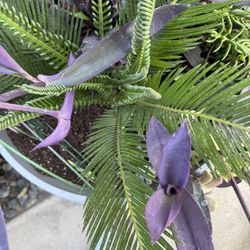 Sago Palm With Succulents 