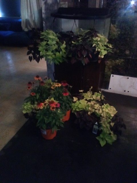 Hanging Baskets Fall Plants