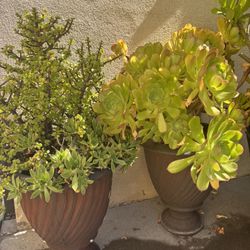 Potted Succulent Plants