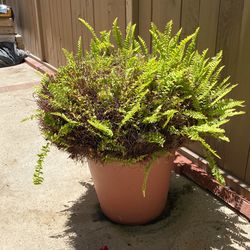 Outdoor Plant