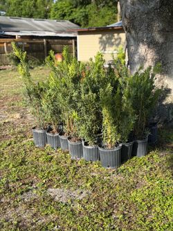 Podocarpus