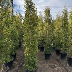 Eugenia Privacy Hedge