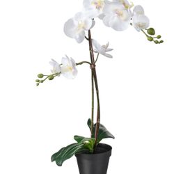 FEJKA Artificial potted plant, Orchid white, 4 ¾ "