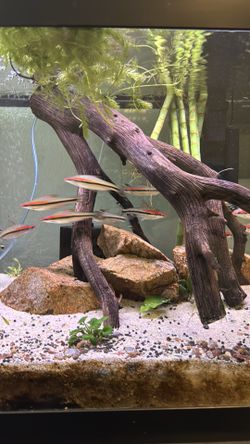 Aquarium/ 75 gallon tank