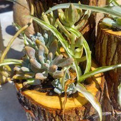 Cute Little Stump Pots