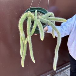 8” Big Monkey Tail Cactus