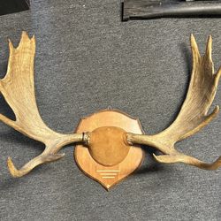 Moose Antlers