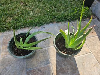 Aloe Vera Plant - Planta