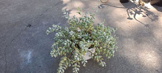 succulent plant