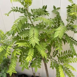 BRAZIL PLUM Tree (Spondias tuberosa ) 