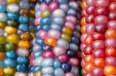 Beautiful glass gem popcorn seedlings