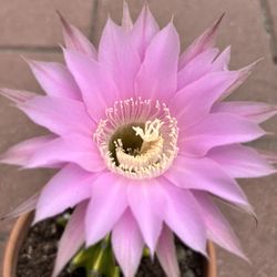 Cactus In Clay Pot 