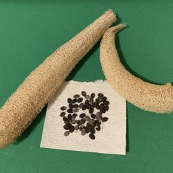 Loofah Seeds