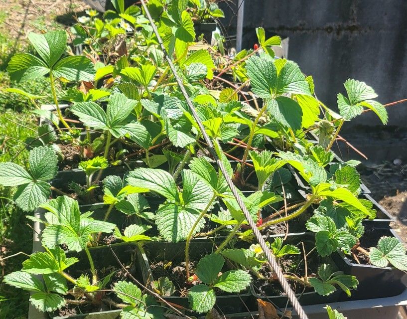 Strawberry Plants 