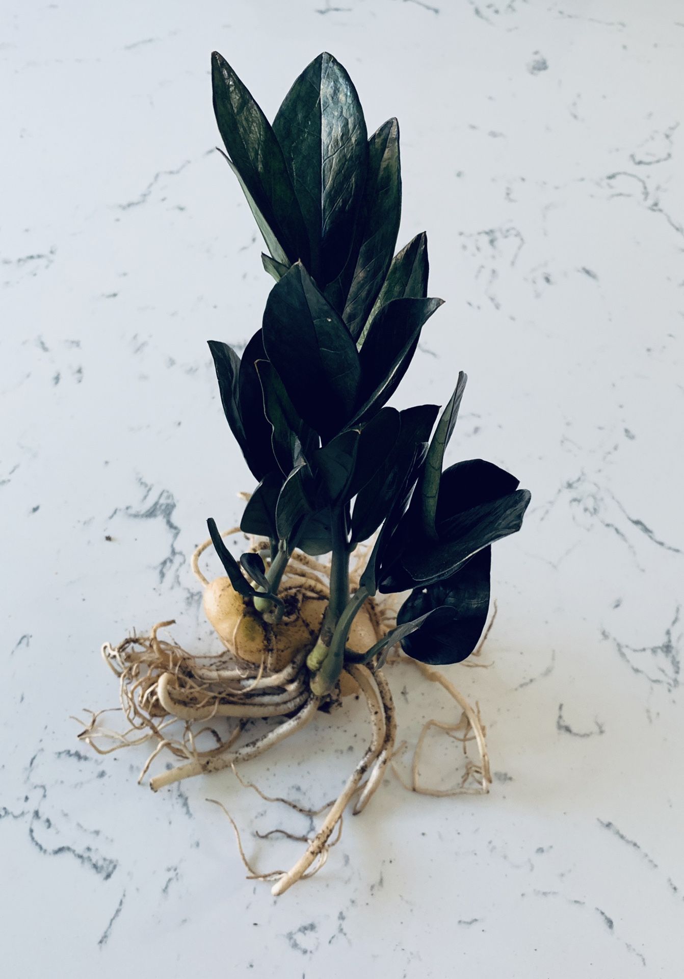 RARE Black Raven ZZ Plant - 25 Leaves