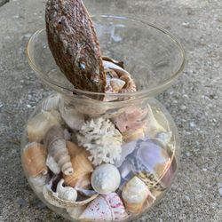 Sea Shell  Collection