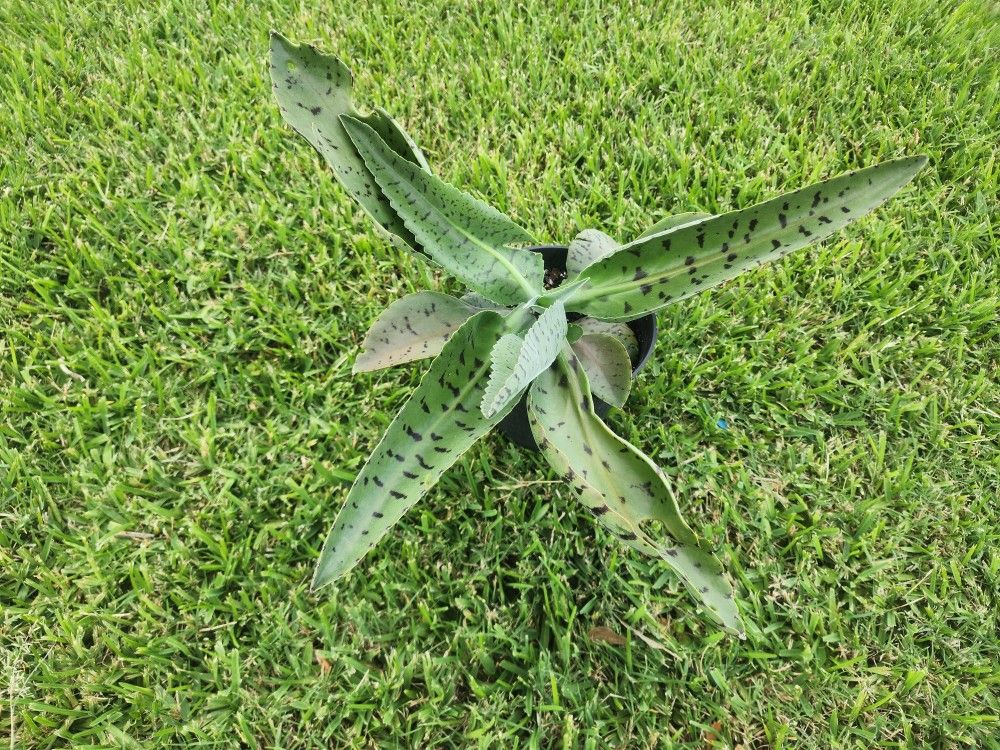 Kalanchoe Gastonis-bonnieri Donkey Ears