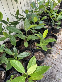 Jackfruit Trees For Sale