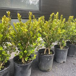 Winter Gem Boxwood Plants
