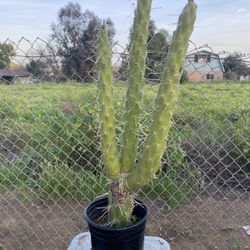 Eve’s Pin Cactus 🌵
