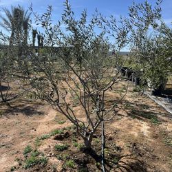 Swan Hill Fruitless Olive Trees – Premium Quality