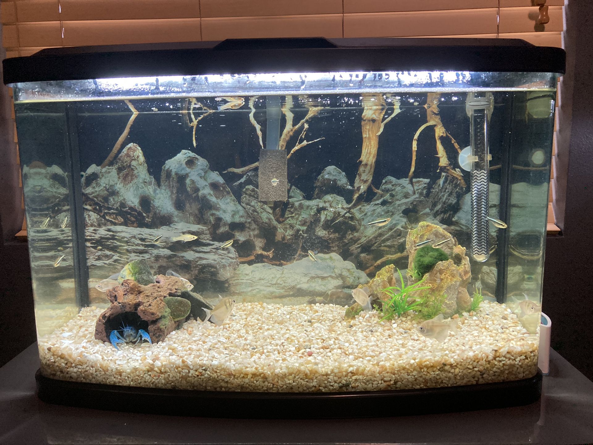Fluval vista 16 gallon aquarium tank with decorations and fish