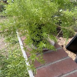 Asparagus Fern 
