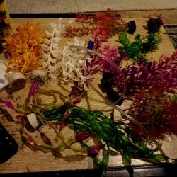 New aquatic fish tank plants a lot
