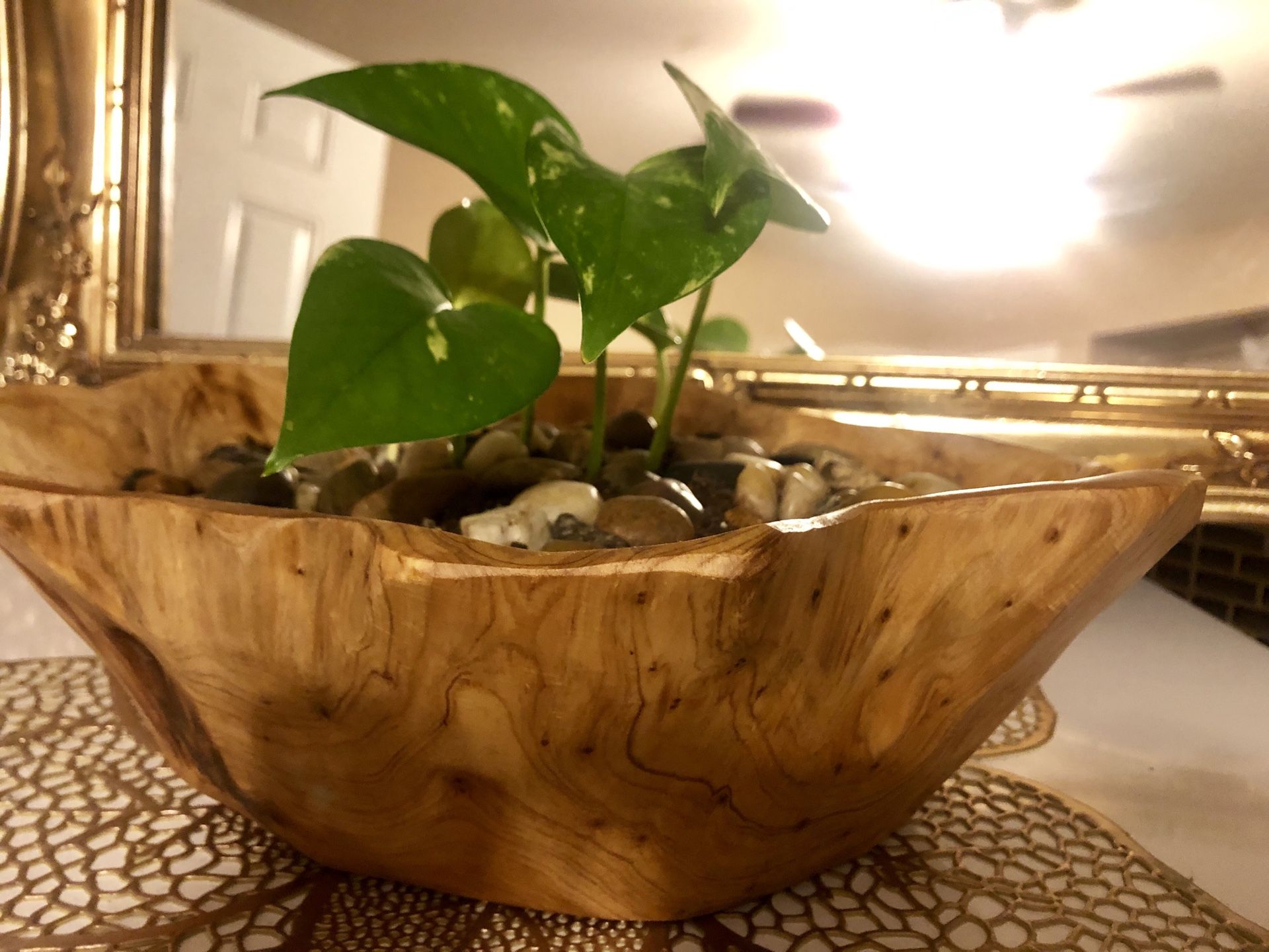Beautiful potted plant