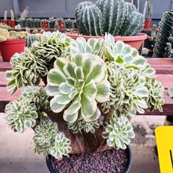 Aeonium Maybach Imported 