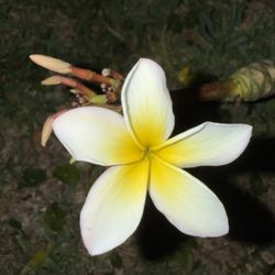 White And Yellow Center, Plumeria Cuttings