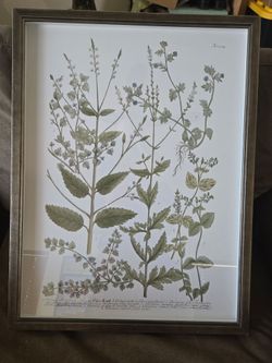 Vintage Framed Botanical Drawings