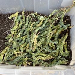 Burro’s Tail Succulent Cuttings For Sale