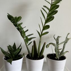 3 Plants In White Ceramic Pots