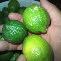 Lemon Lime Grafted Crossbred 