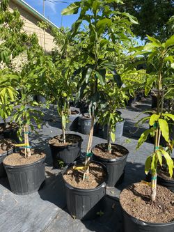 Grafted Mango Trees