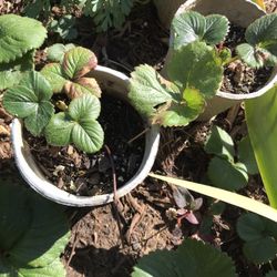 Amazing strawberry Plant Starters For Spring Huge Strawberries Ready To Grow Home Garden Produce 10 Per Strawberry Plant 