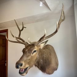 Elk Mount Antlers Deer