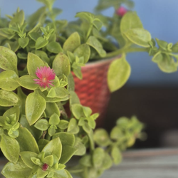 Beautiful plant baby sun rose (aptenia) $4 each or 3 plants for $10