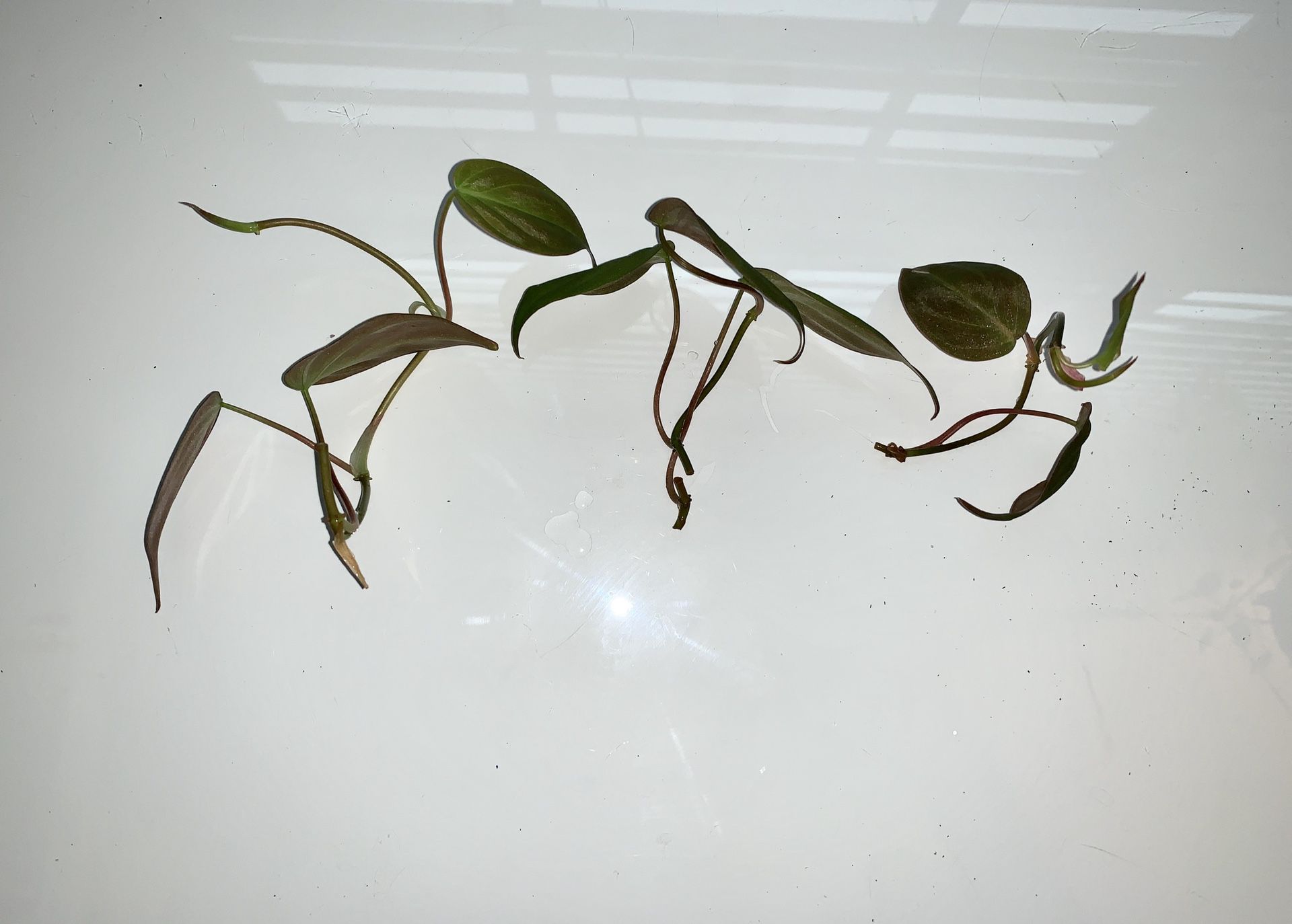 Philodendron micans unrooted cutting