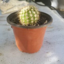Cactus...
