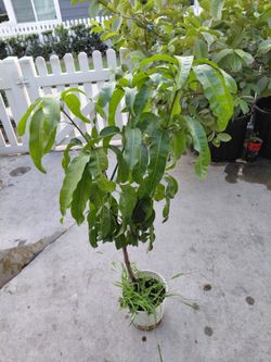 Árbol de mango 🥭 criollo