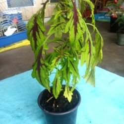 Coleus Plants