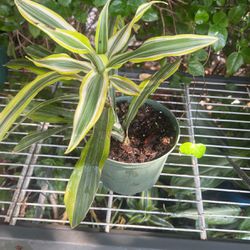 Variegated House Plant