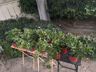 Over 50 plants for sale! ‼️🪻🌵🌱🪴