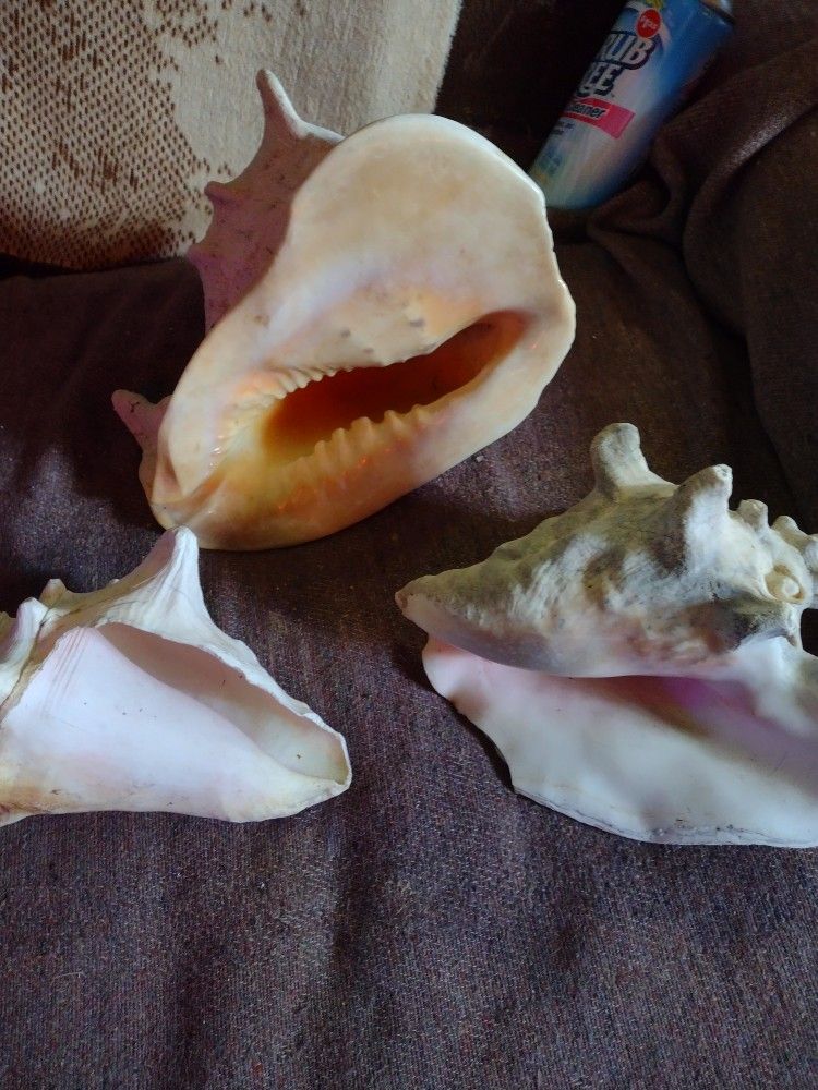 Large Sea Shells