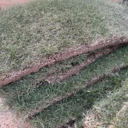 Grass / Sod 